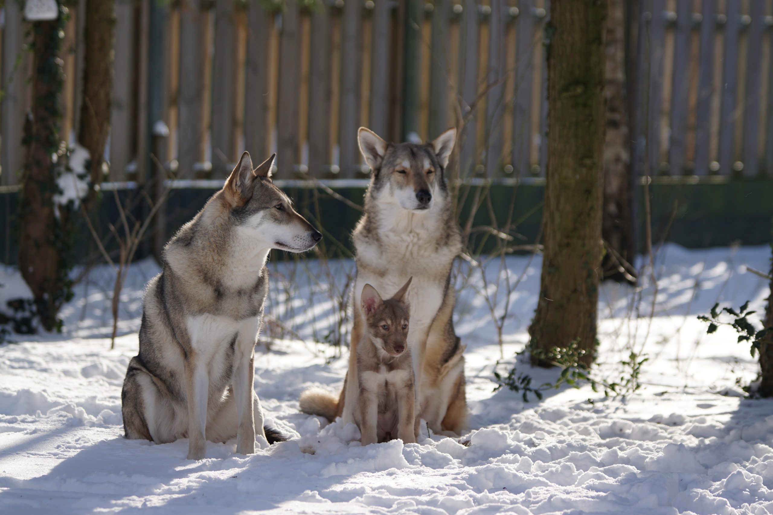 Saarlooswolhonden